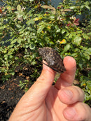 Alligator Snapping Turtle X Florida Snapping Turtle