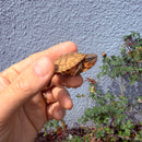 Vietnamese Three-striped Box Turtle