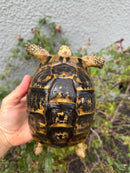 Mesopotamian Greek Tortoise Adult Female