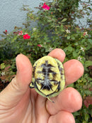 HI YELLOW Florida Box Turtle
