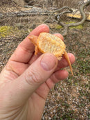 Baby Albino Common Snapping Turtle Female