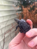 Danube River Locale European Pond Turtle HOLDBACK BABY