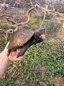 Japanese Pond Turtle Adult Female