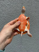 Albino Pink Bellied Sideneck Turtle Young Adult Female