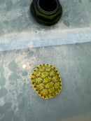 Hi Red Line Bred Pastel Red Eared Slider Turtle 2024