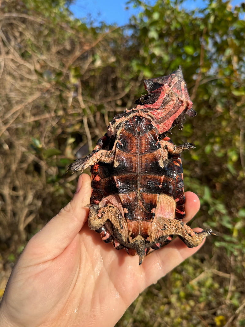 Peruvian Mata Mata