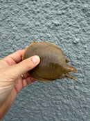 Smooth Softshell Turtle Baby Female