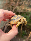 Leopard Tortoise 2024