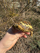 HI WHITE Leopard Tortoise 2024