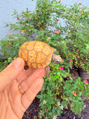 Hypomelanistic Cherryhead Red Foot Tortoise Baby 2026