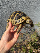 Eastern Hermann's Tortoise Adult Female