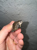 Hi White Concentric Diamondback Terrapin 2024