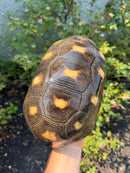 Red Foot Tortoise Adult Female