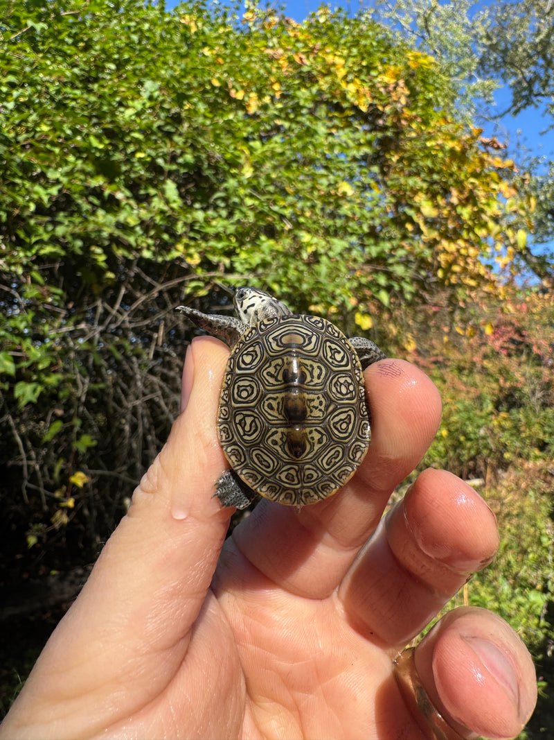 Hi White Concentric Diamondback Terrapin 2025