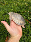 "Paradox" Fly River Turtle Juvenile (Carettochelys insculpta)