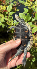 Balkan Pond Turtle Adult Male