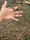 Long Tailed Grass Lizard (Takydromus sexlineatus)