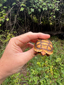 Hypo Cherrybomb Red Foot Tortoise Baby 2025