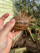 Golden Coin Box Turtle 2023
