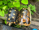 HI COLORED Suriname Red Foot Tortoise Adult Pair 6 (Chelonoidis carbonaria)