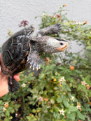 Adult Mississippi Diamondback Terrapin Female