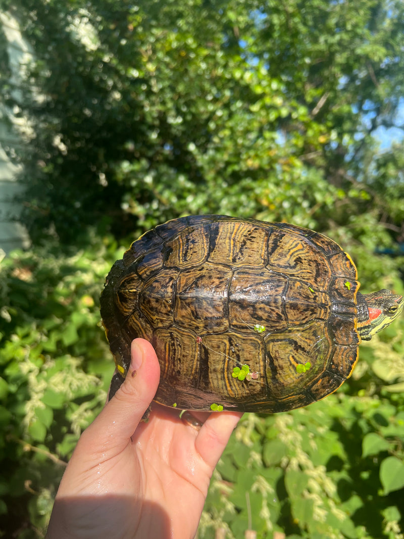 Pastel Clown Red Eared Slider Turtle Breeder Male