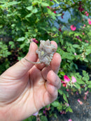 Albino Florida Snapping Turtle 2026