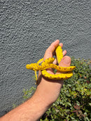 Biak Green Tree Python Yellow Neonate