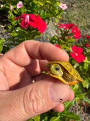 Albino T+ Florida Red Bellied Turtle 2026
