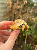 Leopard Tortoise 2024