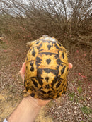 Libyan Greek Tortoise Adult Female