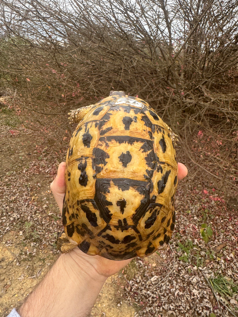 Libyan Greek Tortoise Adult Female