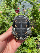 Balkan Pond Turtle Adult Male