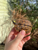 Golden Coin Box Turtle 2023