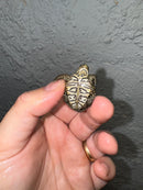 Hi White Concentric Diamondback Terrapin 2024
