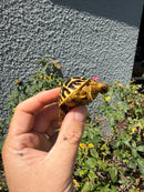 Sri Lankan Star Tortoise