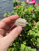 Albino Florida Snapping Turtle 2026