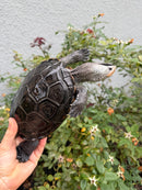 Adult Mississippi Diamondback Terrapin Female