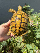 Eastern Hermann's Tortoise Adult Female
