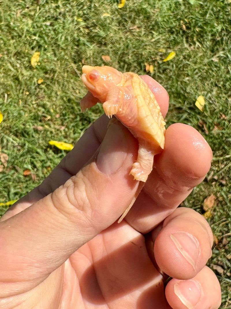 Baby Albino Common Snapping Turtle (One Eyed) (Chelydra serpentina)