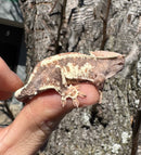 Frappucino Crested Gecko Juvenile