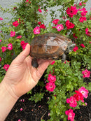 Reeves Turtles Adult Female