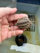 Cinnamon Snapping Turtle