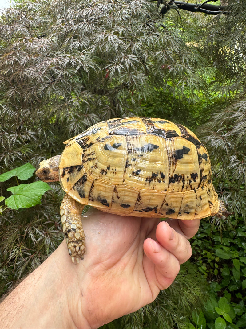 Libyan Greek Tortoise Adult Female