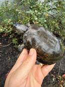 Franco-Italian Pond Turtle Adult Male