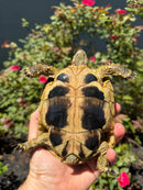 Eastern Hermann's Tortoise Adult Female