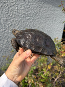 Burmese Black Mountain Tortoise Female