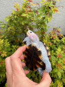 Ornate Diamondback Terrapin Male