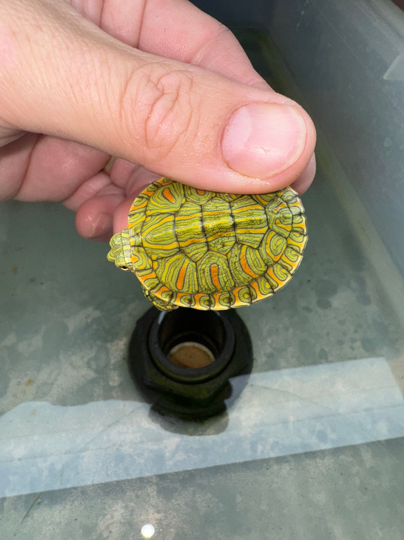 Hi Red Line Bred Pastel Red Eared Slider Turtle 2024