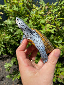 Adult Conentric Diamondback Terrapin Male